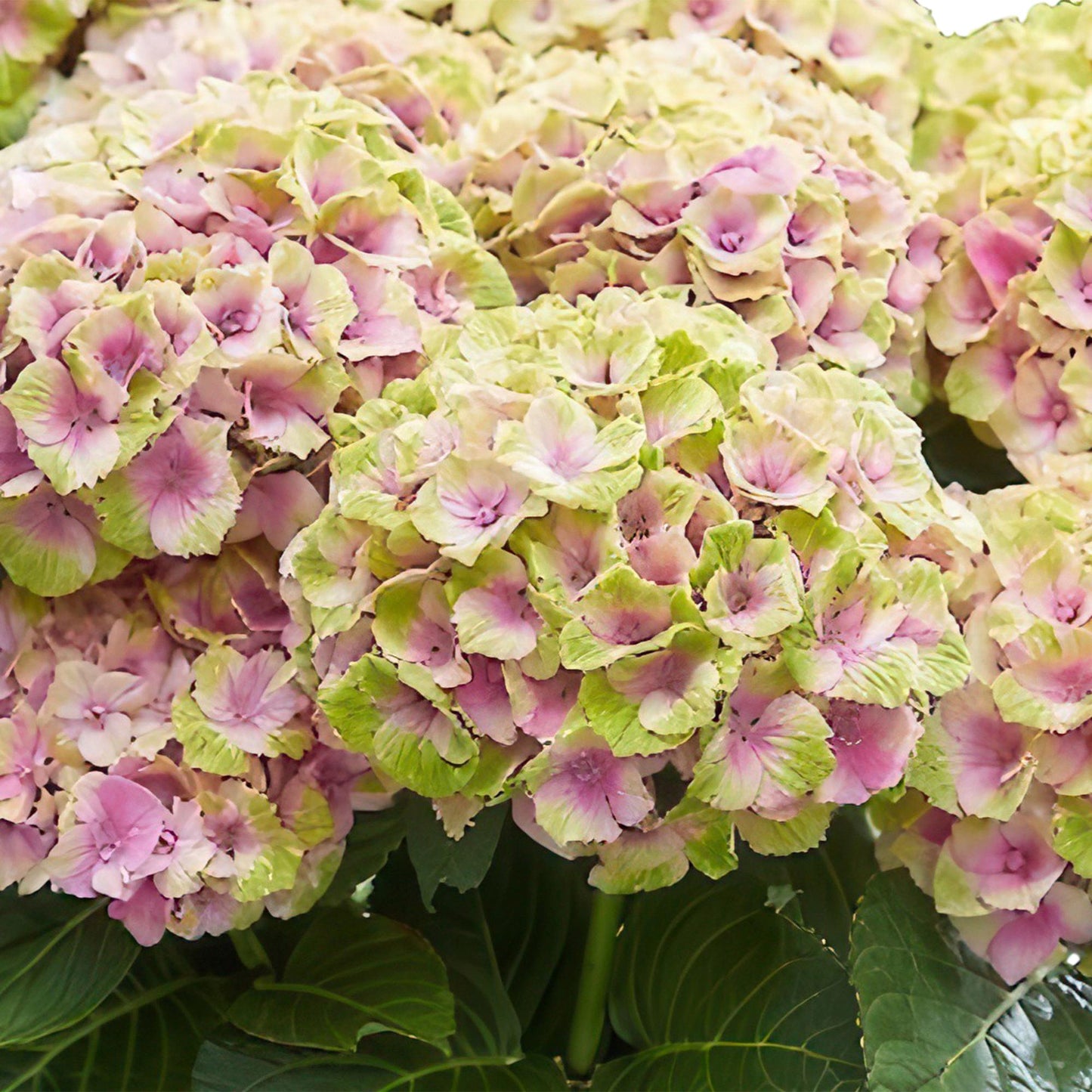 Green boutiQ - Balkonpflanze - Hortensie - Hydrangea Magical Jewel Pink - Rosa - 6-10 Blüten - 2 Pflanzen - Topf 23cm Höhe 55cm