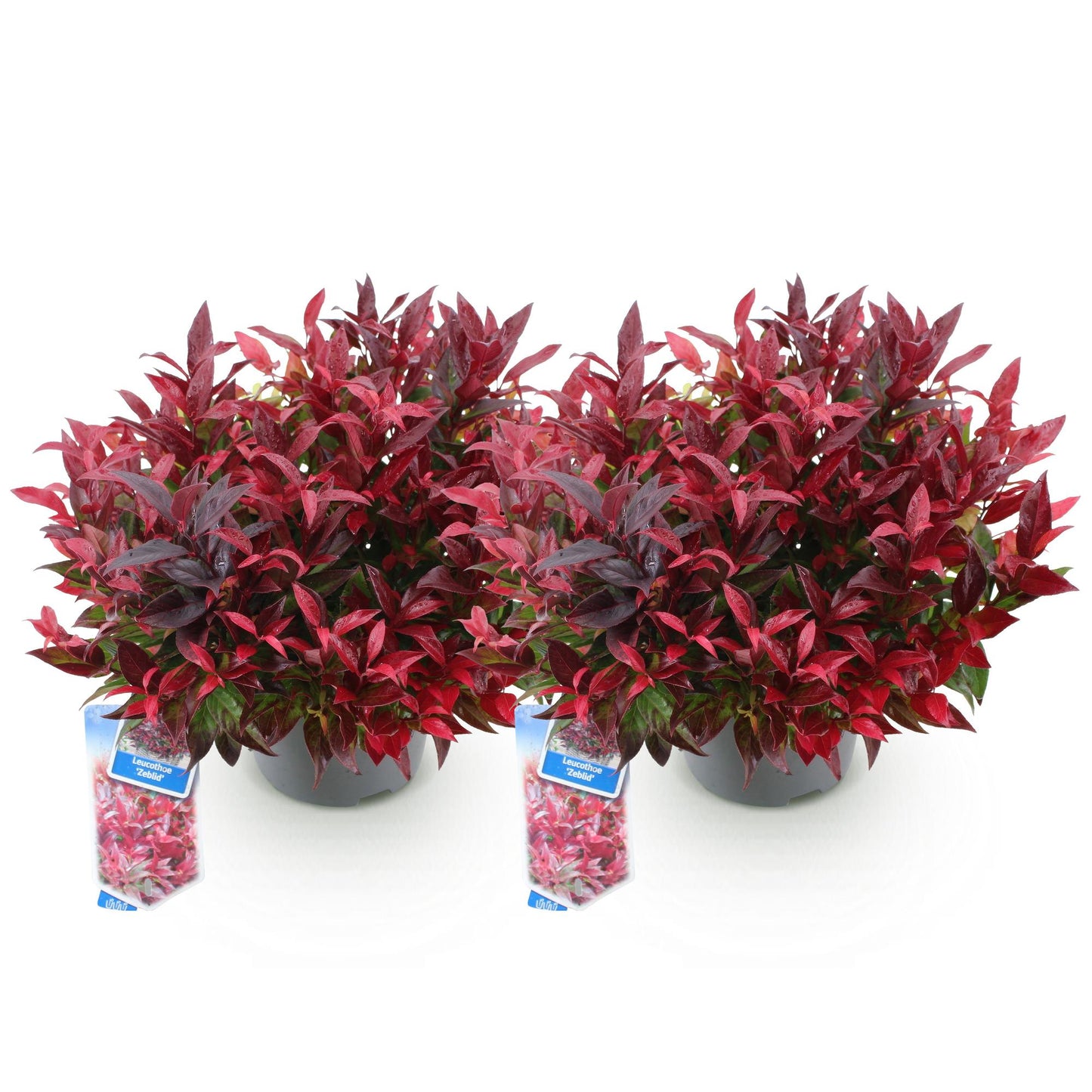 GreenboutiQ - Gartenpflanze - Leucothoe Zeblid - Rot - 2 Pflanzen - Immergrün - Wenig Pflege - Topf 17cm Höhe 45cm