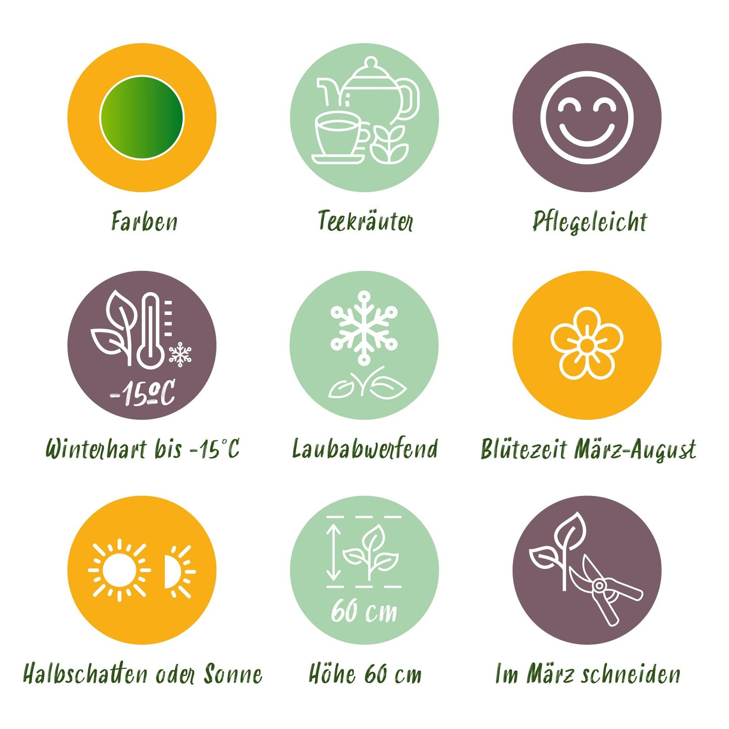 GreenboutiQ - Staudenpaket - Kräutertee - 8 Stauden - Für 1 m2 - Verschiedene Farben - Wenig Pflege - Topf 11cm