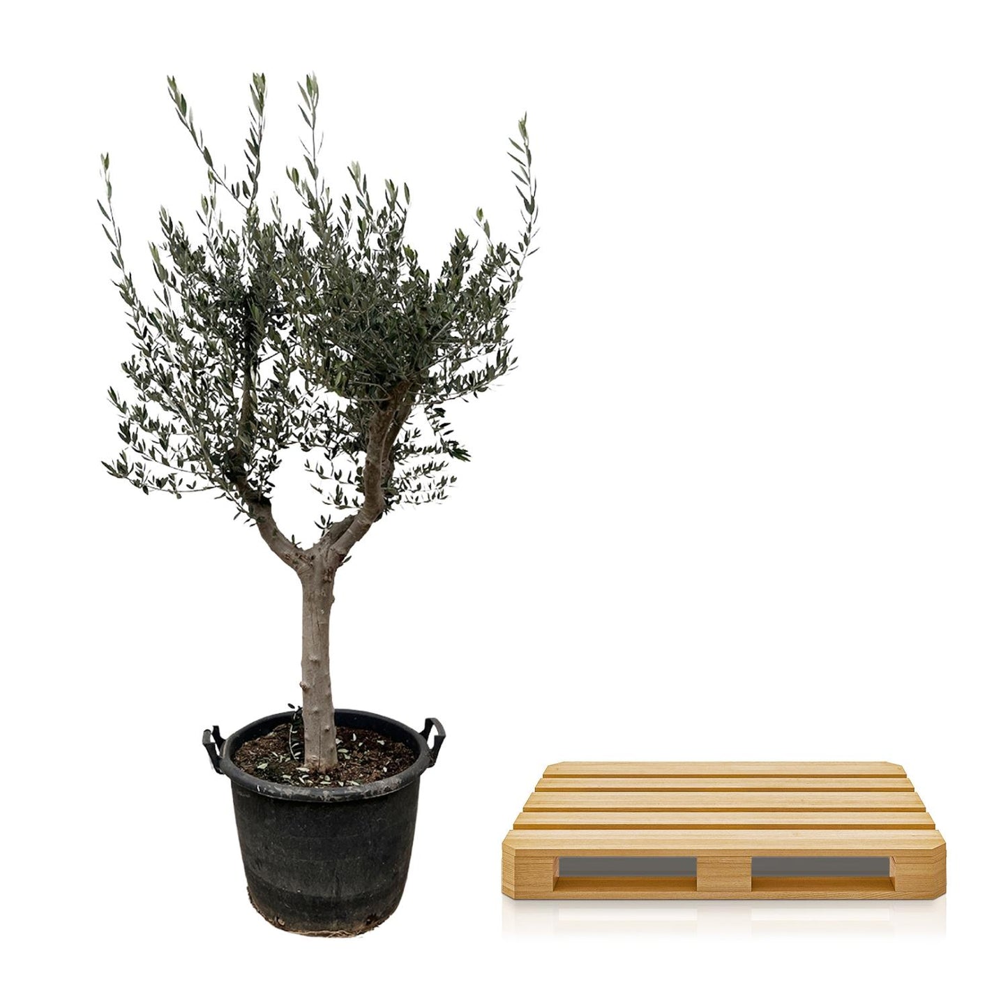 Olea Europaea Cultivo - 230cm- Ø40