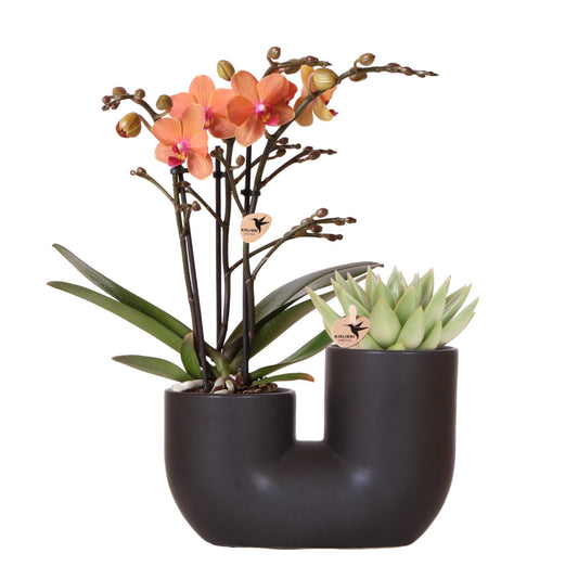 Kolibri Orchids | Set aus orangefarbener Bolzano-Orchidee und Sukkulente im schwarzen dekorativen Röhrentopf - Topfgröße Ø9cm | blühende Zimmerpflanze - frisch vom Züchter