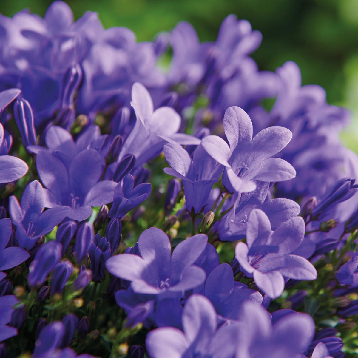 Campanula Addenda Ambella Intensives Violett - Balkonpflanzer weiß mit 3 Campanula-Töpfen Größe 12cm - Inkl. Aufhängesystem - Glockenblume violett - Stauden - Gartenpflanzen
