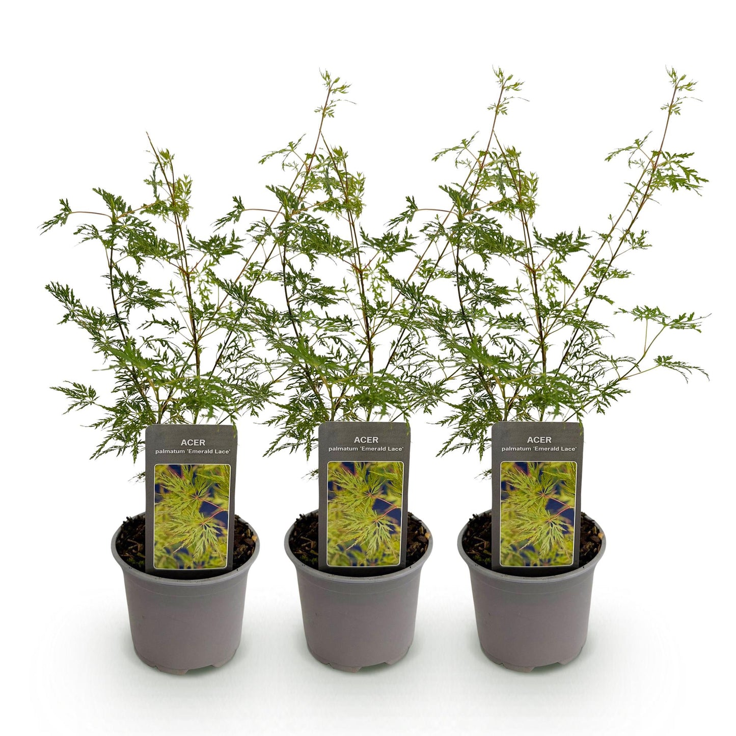 GreenboutiQ - Gartenpflanze - Acer palmatum Emerald Lace - Grün - 3 Pflanzen - Laubabwerfend - Wenig Pflege - Topf 12cm Höhe 35cm
