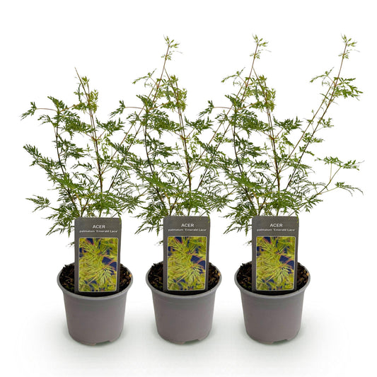 GreenboutiQ - Gartenpflanze - Acer palmatum Emerald Lace - Grün - 3 Pflanzen - Laubabwerfend - Wenig Pflege - Topf 12cm Höhe 35cm