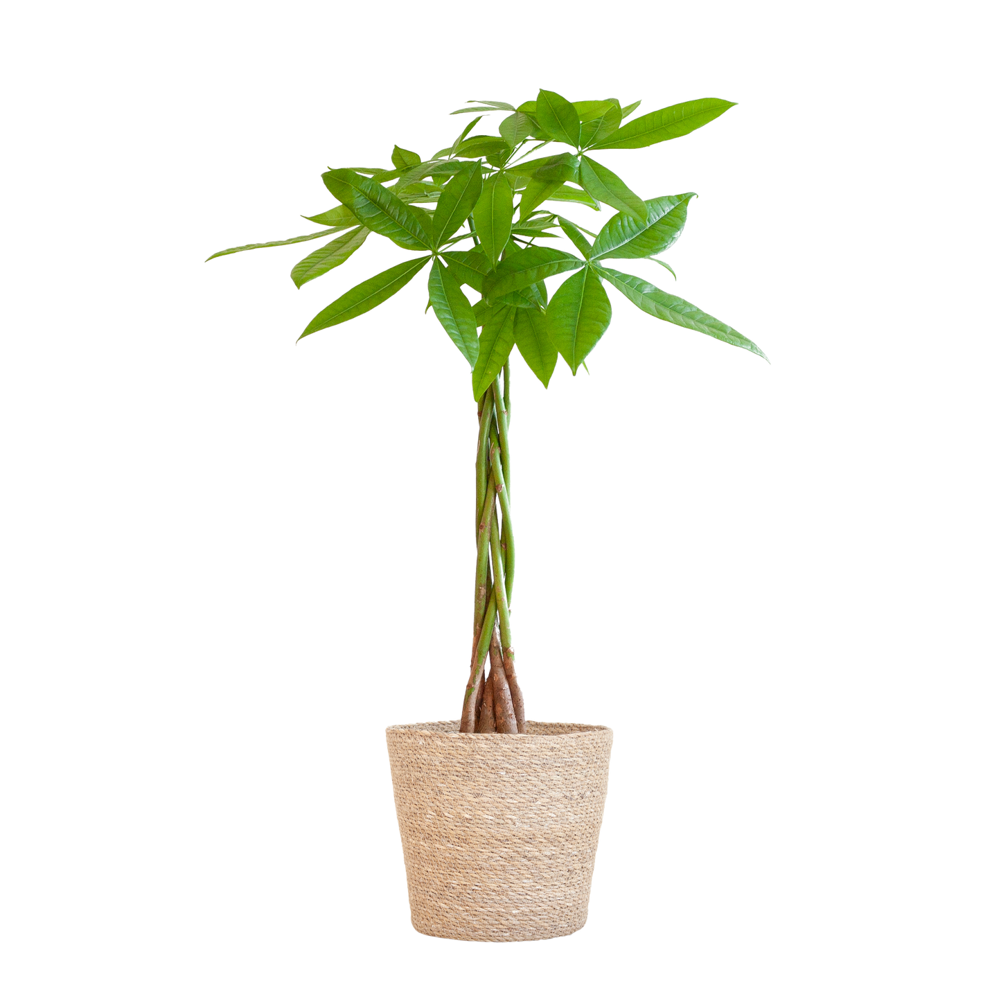 Pachira Aquatica mit Sofia-Korb natur  - 80cm - Ø21