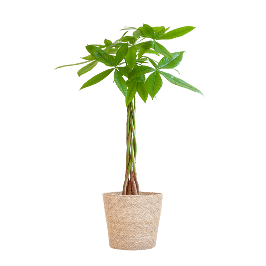 Pachira Aquatica mit Sofia-Korb natur  - 80cm - Ø21