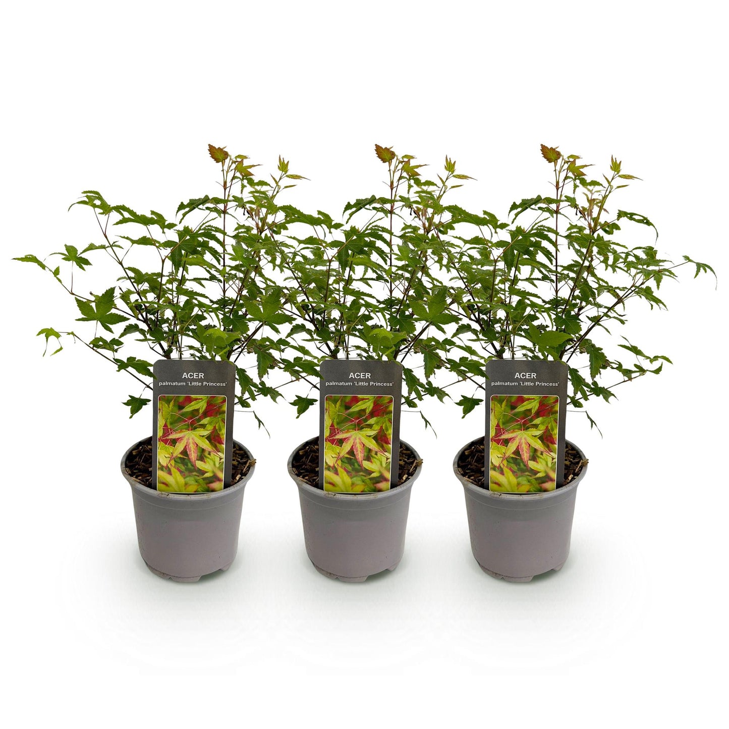 GreenboutiQ - Gartenpflanze - Acer palmatum Little Princess - Grün - 3 Pflanzen - Laubabwerfend - Wenig Pflege - Topf 12cm Höhe 35cm