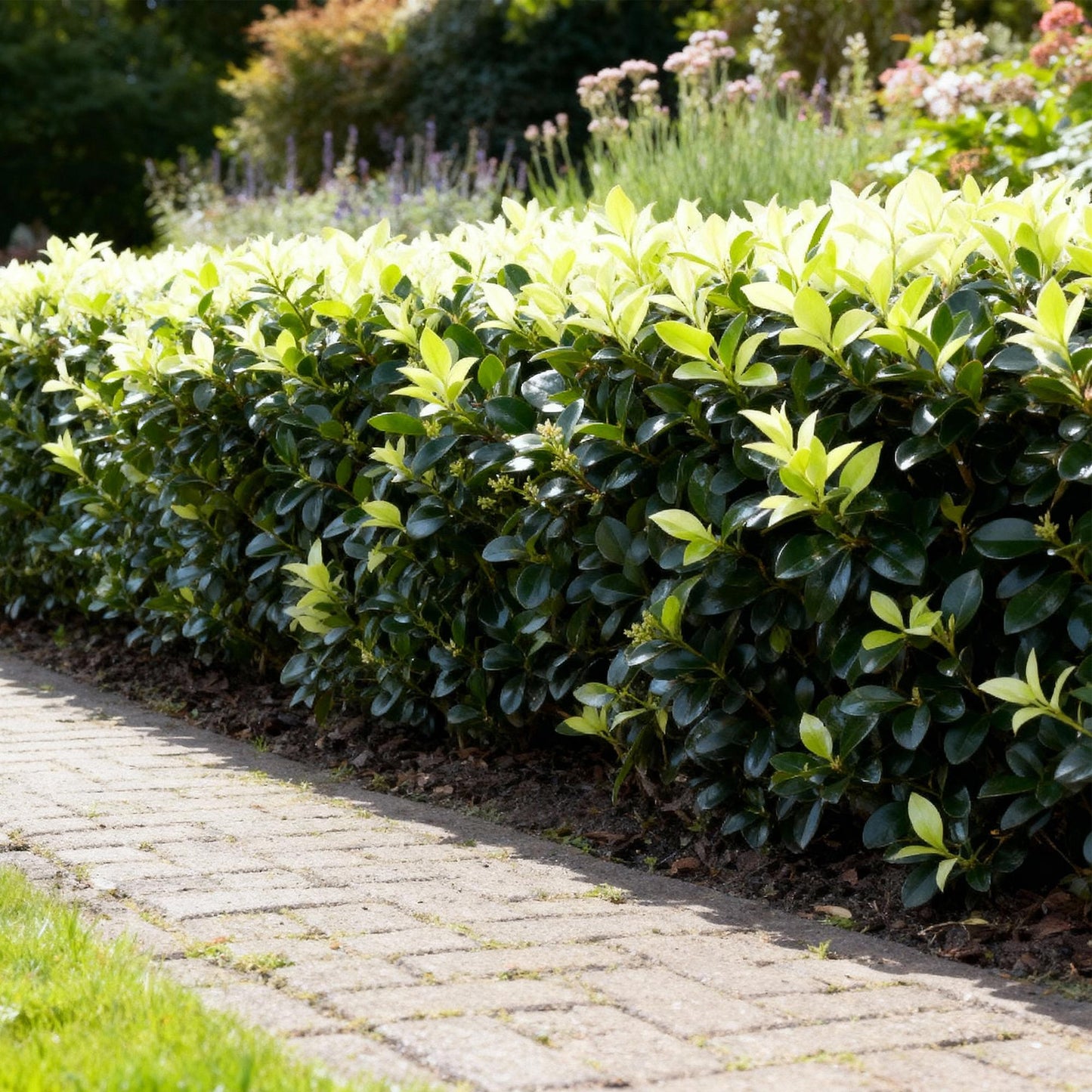 GreenboutiQ - Heckenpflanzen - Euonymus japonica Paloma Blanca - Blatt Grün und Weiß - 8 Pflanzen - 1 Laufender Meter - Immergrün - Topf 9cm Höhe 30-35cm