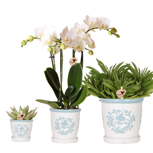 Kolibri Company | Pflanzenset Weiße Phalaenopsis-Orchidee Amabilis und Sukkulenten inkl. dekorative Malaga-Keramiktöpfe