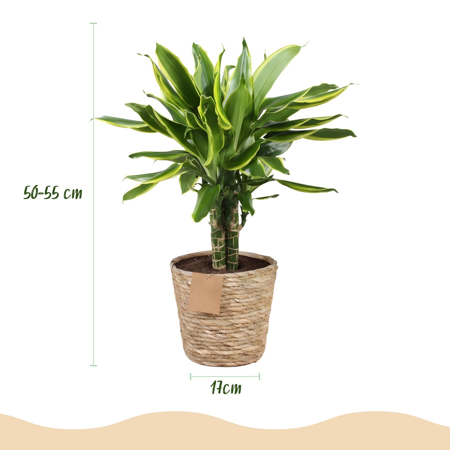 Green boutiQ - Zimmerpflanzen - Dracaena fragrans Golden Coast - Drachenbaum - Wenig Pflege - mit Korb - Bunt - 1 Pflanze - Topf 17cm - Höhe 50-55cm