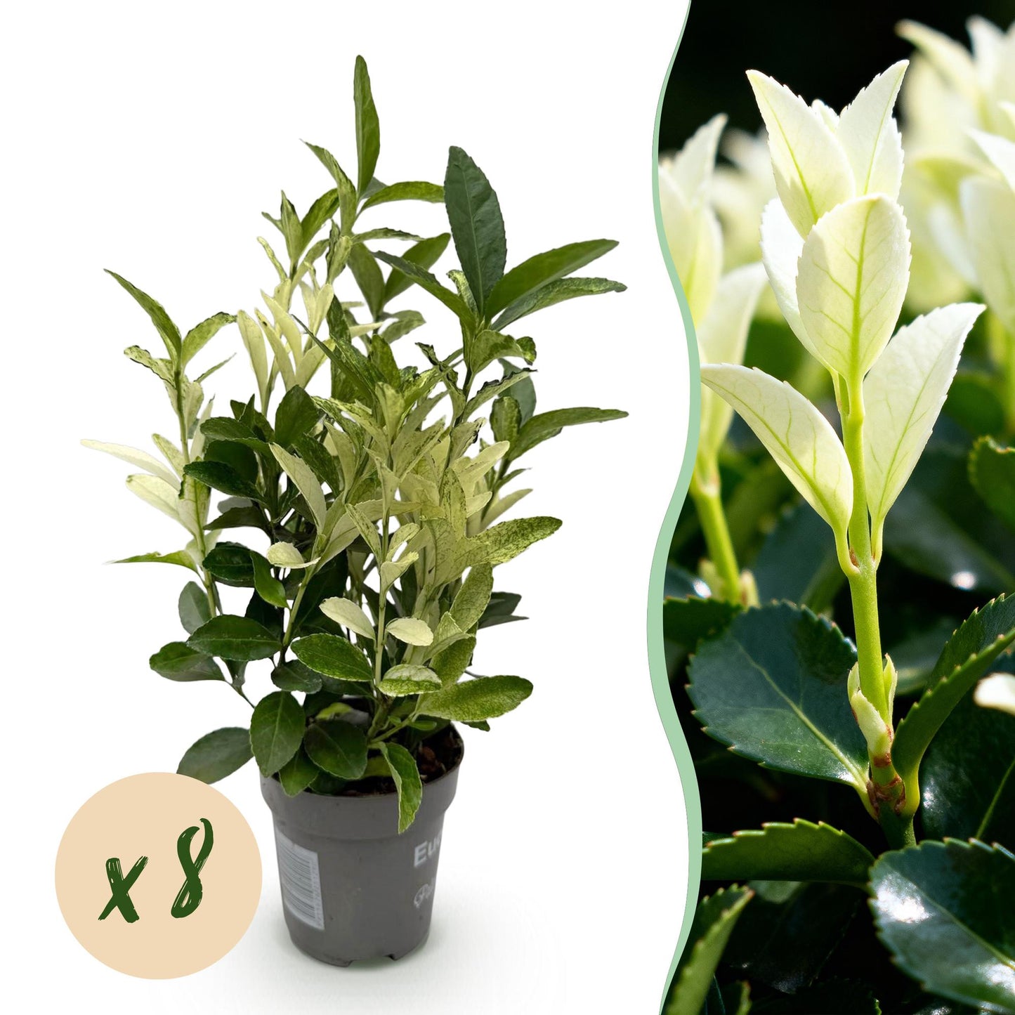 GreenboutiQ - Heckenpflanzen - Euonymus japonica Paloma Blanca - Blatt Grün und Weiß - 8 Pflanzen - 1 Laufender Meter - Immergrün - Topf 9cm Höhe 30-35cm