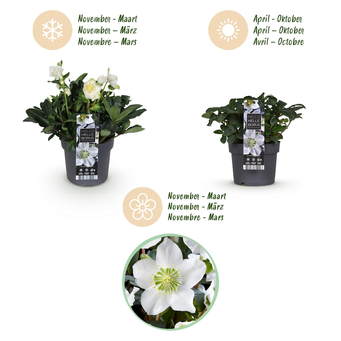 GreenboutiQ - Gartenpflanze - Weihnachtsrose - Helleborus Christmas Carol - Weiße Blüte - 2 Pflanzen - Immergrün - Topf 17cm Höhe 35cm