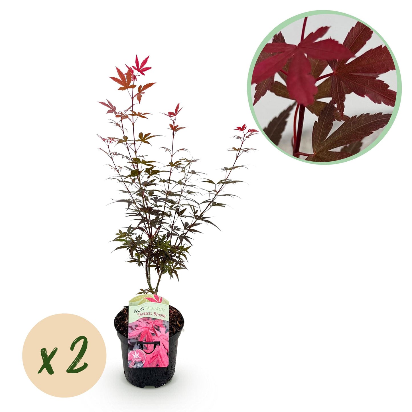 GreenboutiQ - Balkonpflanze - Japanischer Ahorn - Acer palmatum Skeetsers Broom - Lila - 2 Pflanzen - Laubabwerfend - Topf 19cm Höhe 70cm