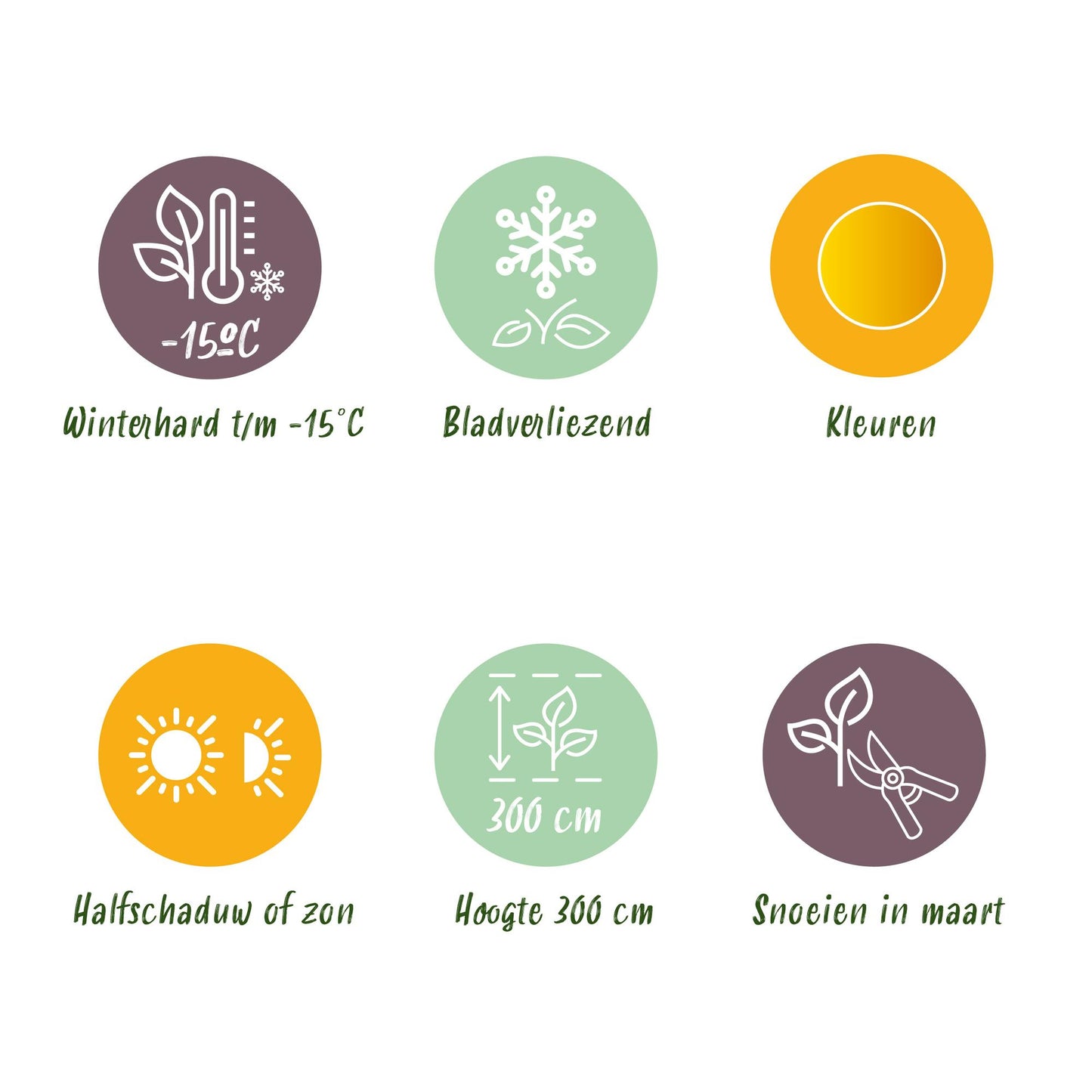 GreenboutiQ - Balkonpflanze - Japanischer Ahorn - Acer palmatum Summergold - Gelb - 1 Pflanze - Laubabwerfend - Topf 19cm Höhe 70cm