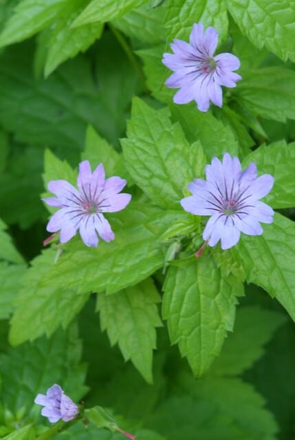 6x Geranium nodosum - ↕10-25cm - Ø9cm