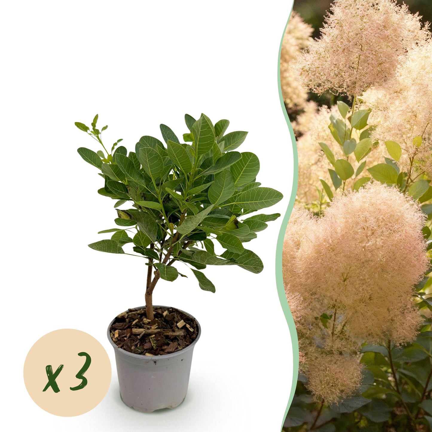 GreenboutiQ - Gartenpflanze - Cotinus coggyria Young Lady - Grün 3 Pflanzen - Laubabwerfend - Wenig Pflege - Topf 12cm Höhe 35cm