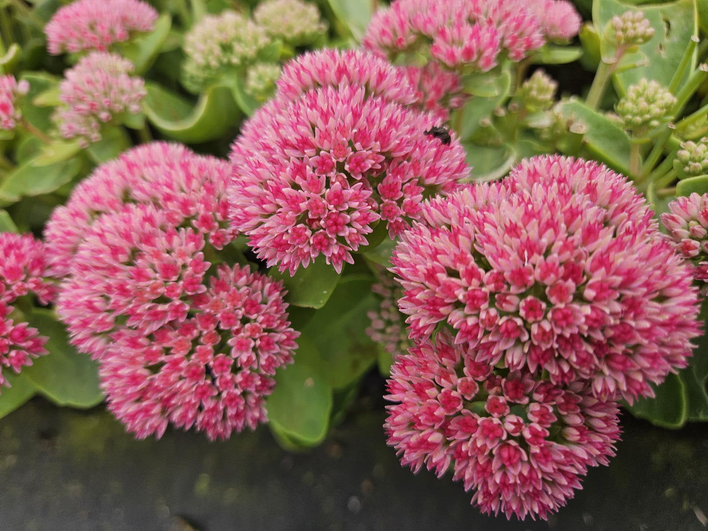 40x Sedum 'Herbstfreude' - ↕10-25cm - Ø9cm