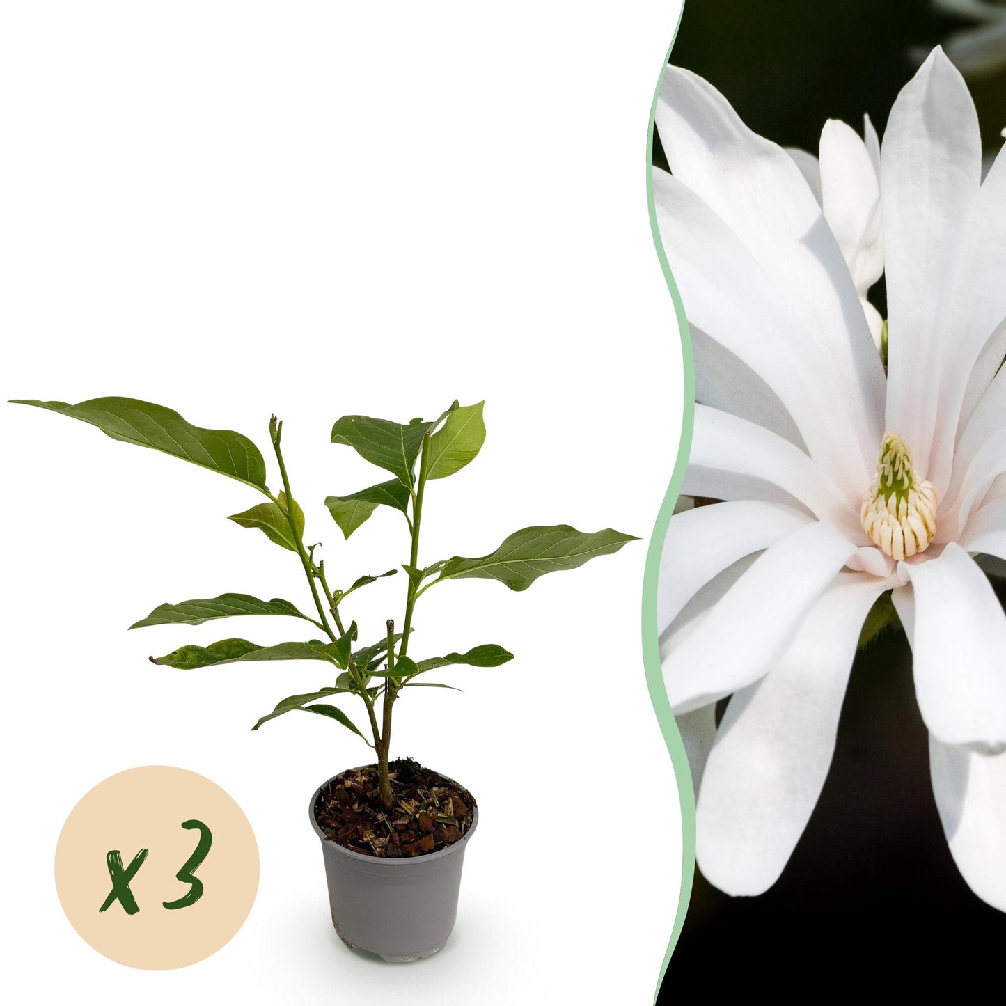 GreenboutiQ - Gartenpflanze - Magnolia stellata Royal Star - Blüte Weiß - 3 Pflanzen - Laubabwerfend - Wenig Pflege - Topf 12cm Höhe 30cm