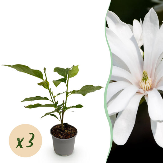 GreenboutiQ - Gartenpflanze - Magnolia stellata Royal Star - Blüte Weiß - 3 Pflanzen - Laubabwerfend - Wenig Pflege - Topf 12cm Höhe 30cm