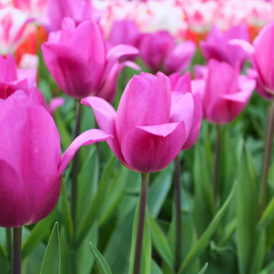 Flowerbulbs Amsterdam - Gomera - 15 Blumenzwiebeln - Gr��e 12+
