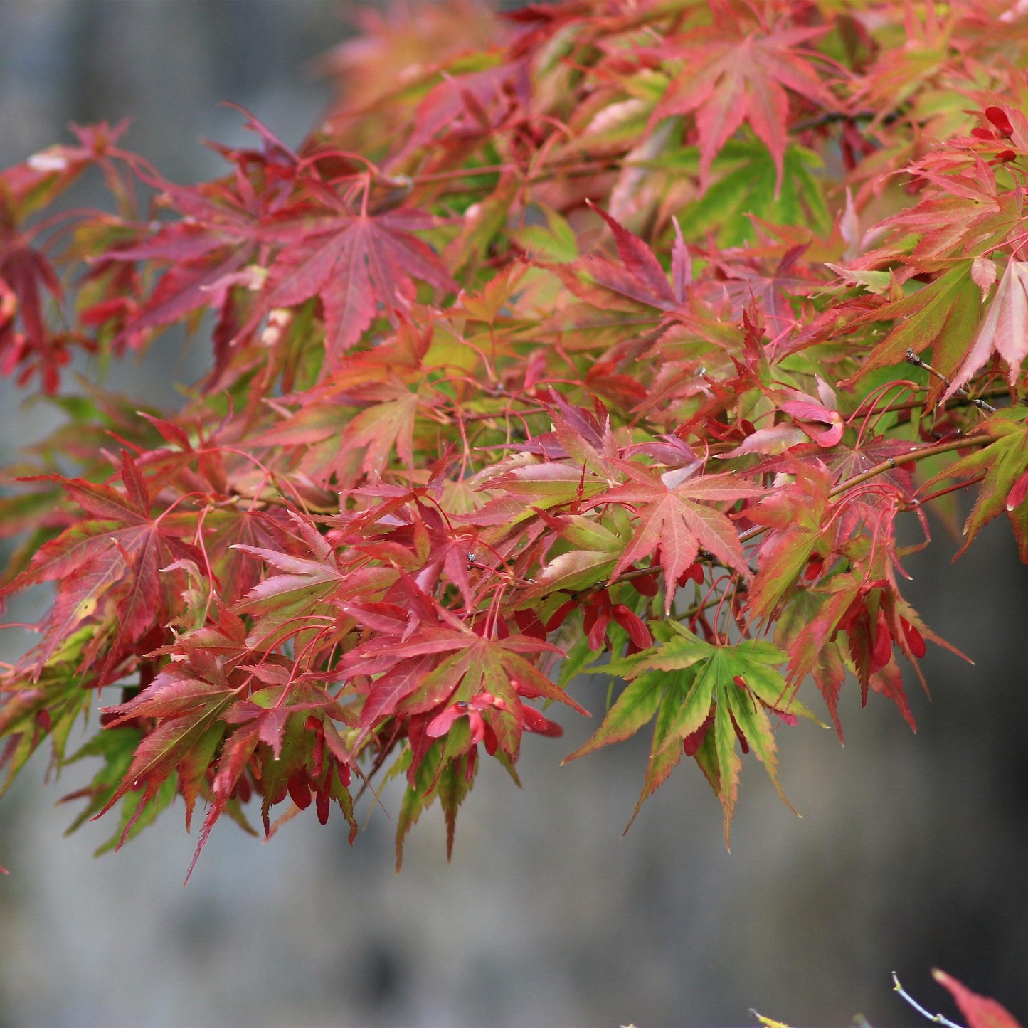 GreenboutiQ - Balkonpflanze - Japanischer Ahorn - Acer palmatum Beni Maiko - Rot - 1 Pflanze - Laubabwerfend - Topf 19cm Höhe 70cm