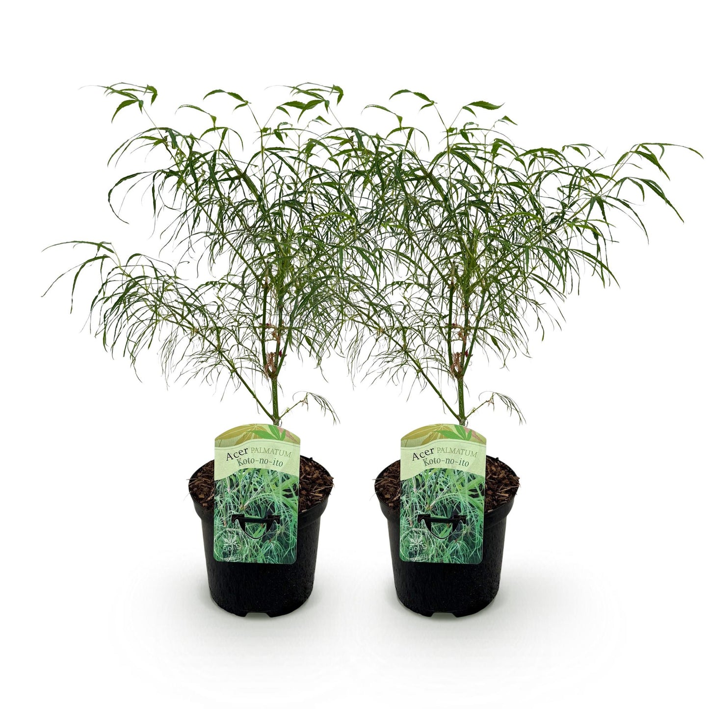 GreenboutiQ - Balkonpflanze - Japanischer Ahorn - Acer palmatum Koto-no-ito - Grün - 2 Pflanzen - Laubabwerfend - Topf 19cm Höhe 70cm