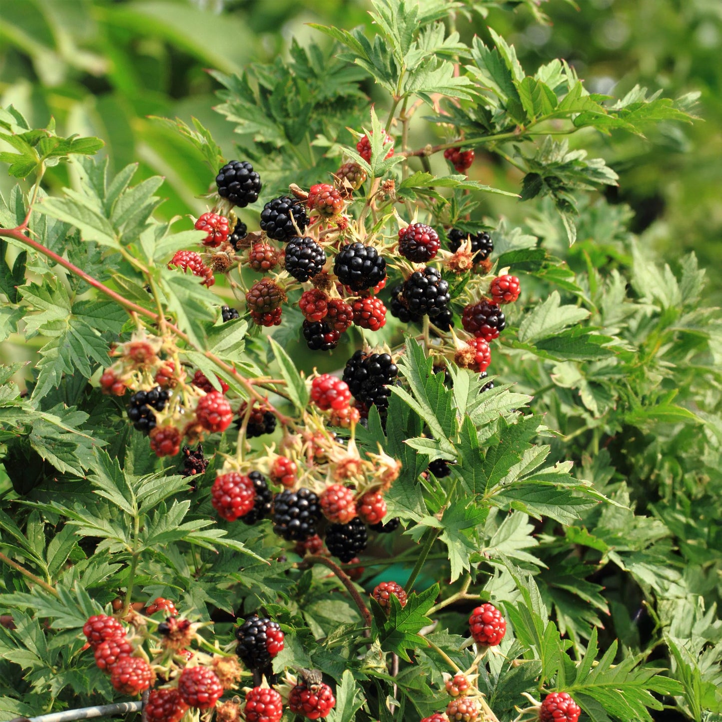 GreenboutiQ - Obstpflanze - Brombeere - Rubus Thornfree Evergreen - Schwarze Brombeere - Dornlos - 2 Pflanzen - Topf 11cm Höhe 40cm
