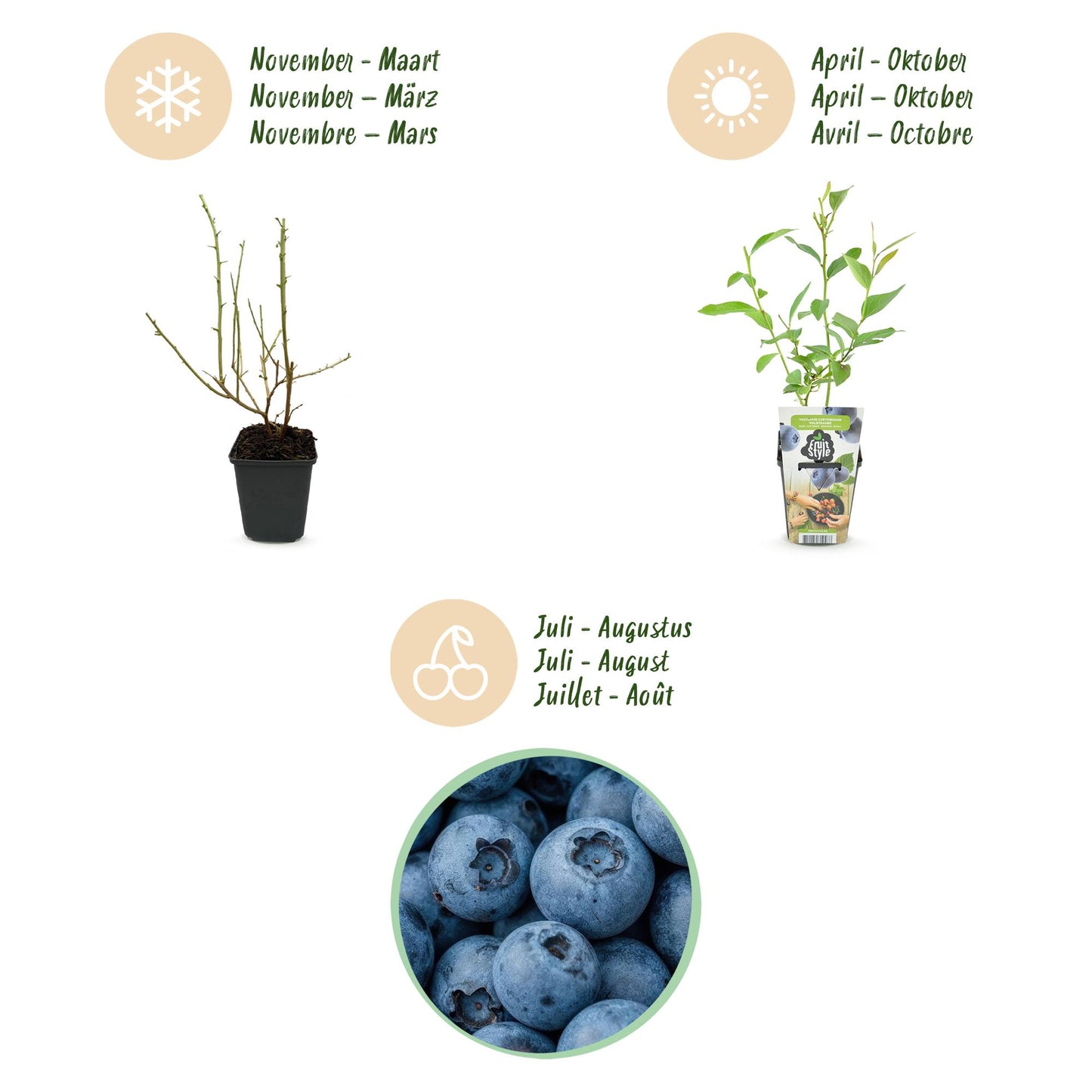 GreenboutiQ - Obstpflanzen - Blaubeere - Vaccinium corymbossum Goldtraube - Winterhart - 6 Pflanzen - Topf 9 cm - Blaubeere