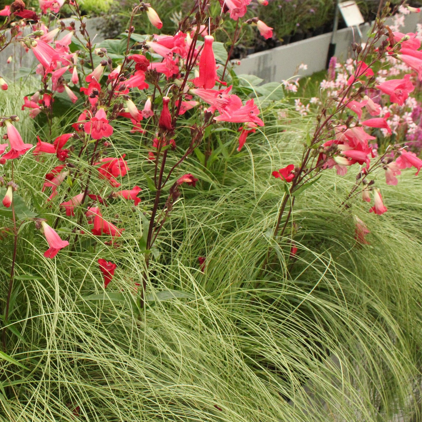 GreenboutiQ - Ziergräser - Carex comans Frosted Curls - Grün - 2 Pflanzen - Immergrün - Wenig Pflege - Topf 17cm Höhe 50cm