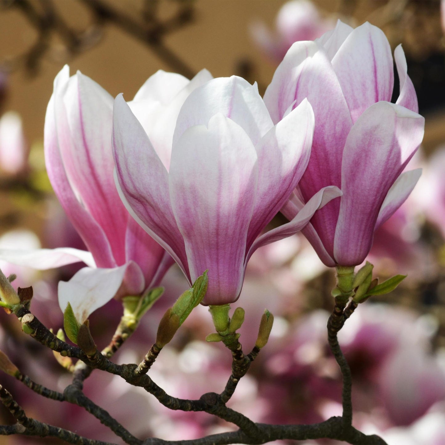 GreenboutiQ - Gartenpflanze - Magnolia soulangeana - Blüte Rosa - 1 Pflanze - Laubabwerfend - Wenig Pflege - Topf 12cm Höhe 30cm