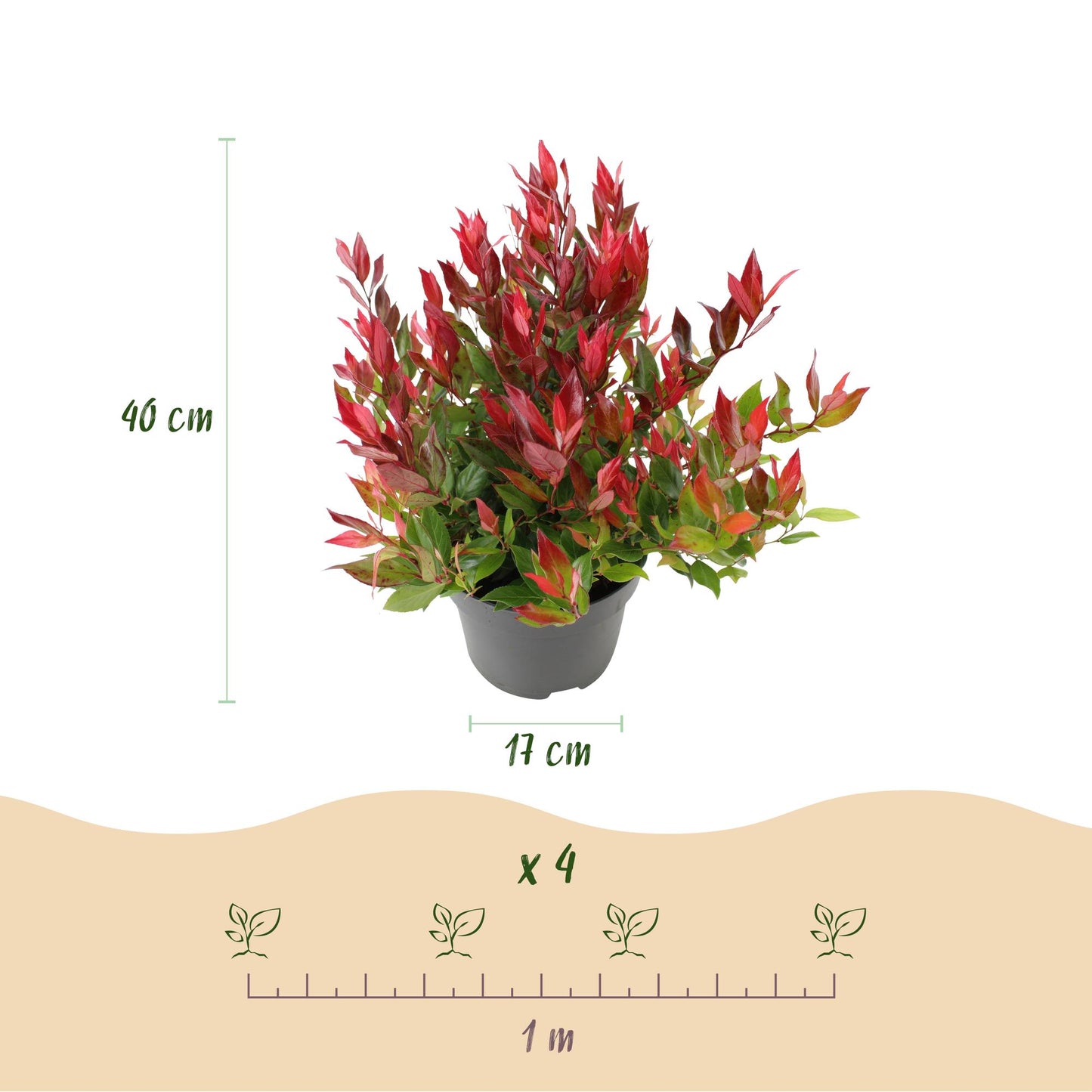 GreenboutiQ - Gartenpflanze - Leucothoe Little Flame - Rot - 2 Pflanzen - Immergrün - Pflegeleicht - Topf 17cm Höhe 45cm
