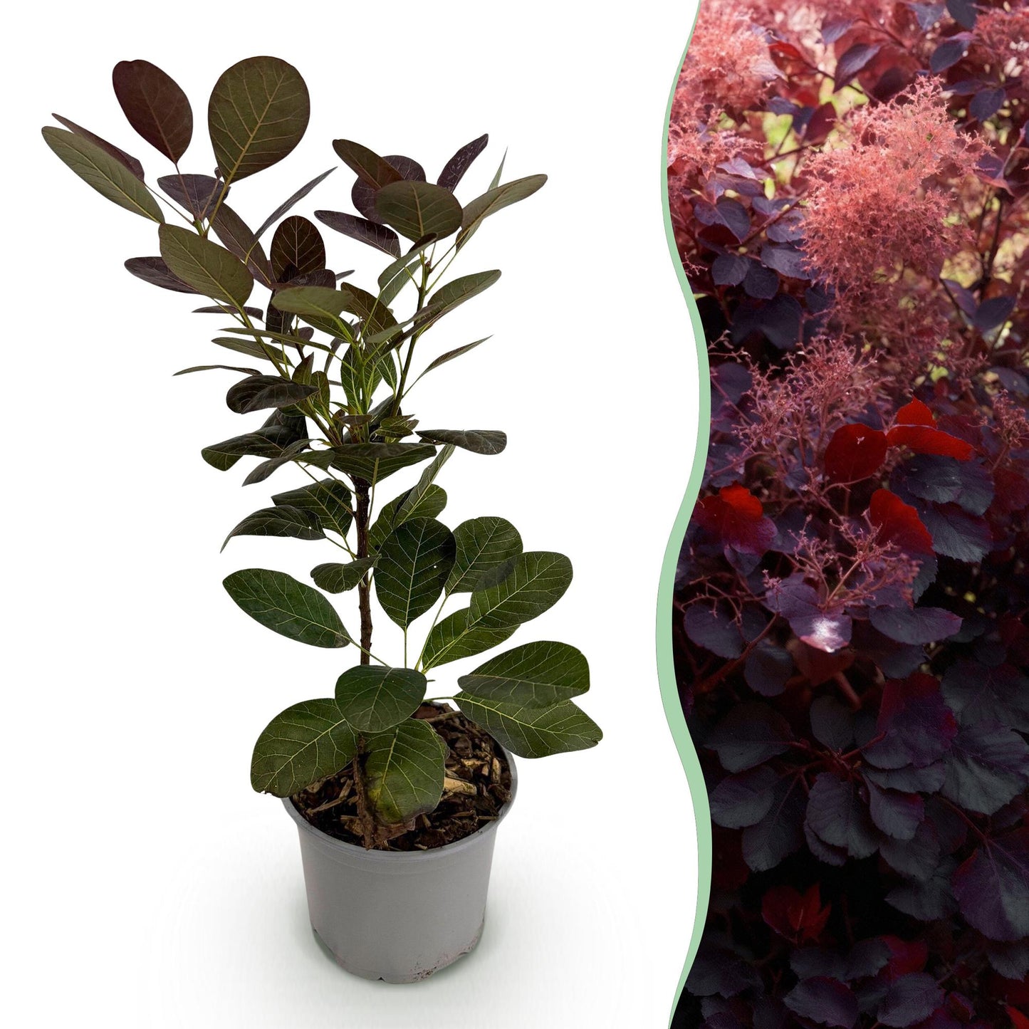 GreenboutiQ - Gartenpflanze - Cotinus coggyria Royal Purple - Lila - 1 Pflanze - Laubabwerfend - Wenig Pflege - Topf 12cm Höhe 35cm