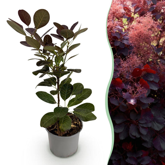GreenboutiQ - Gartenpflanze - Cotinus coggyria Royal Purple - Lila - 1 Pflanze - Laubabwerfend - Wenig Pflege - Topf 12cm Höhe 35cm