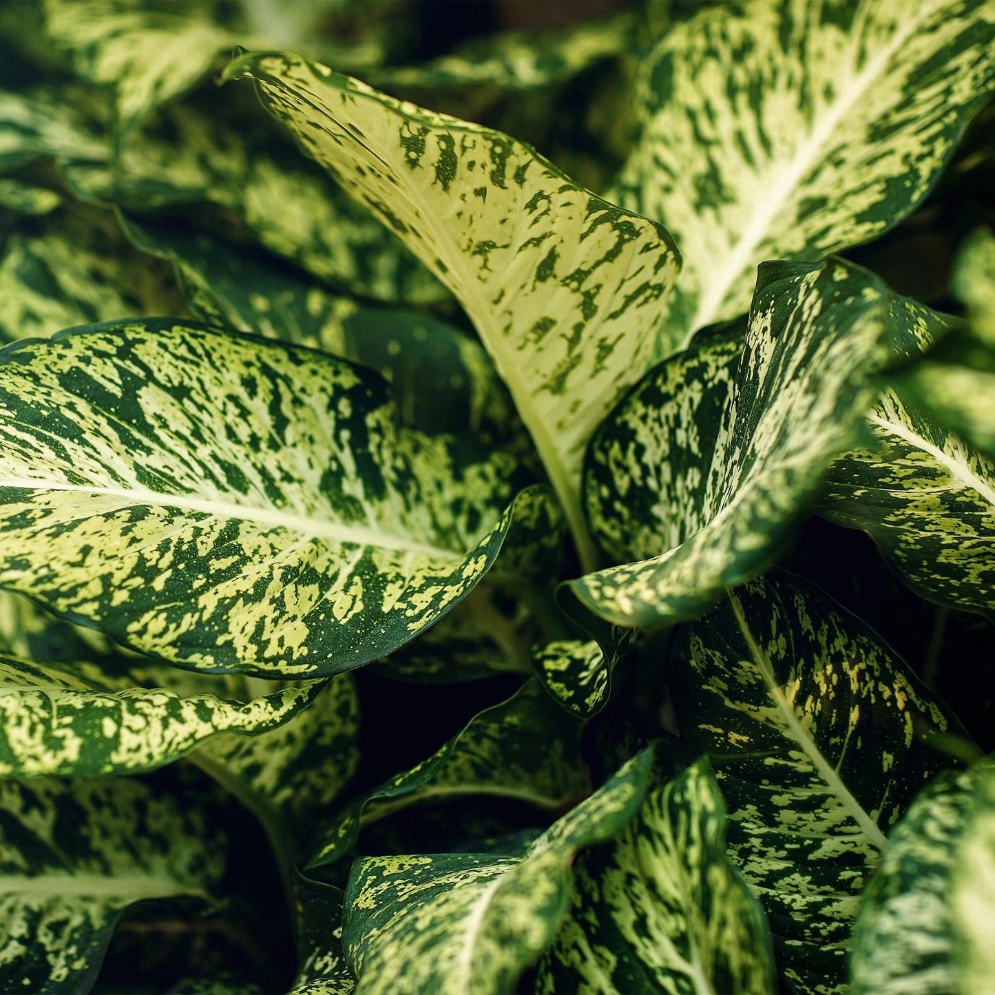 Green boutiQ - Zimmerpflanzen - Diefenbachia Compacta - Dieffenbachia - Wenig Pflege - mit Korb - Bunt - 2 Pflanzen - Topf 17cm - Höhe 45-50cm