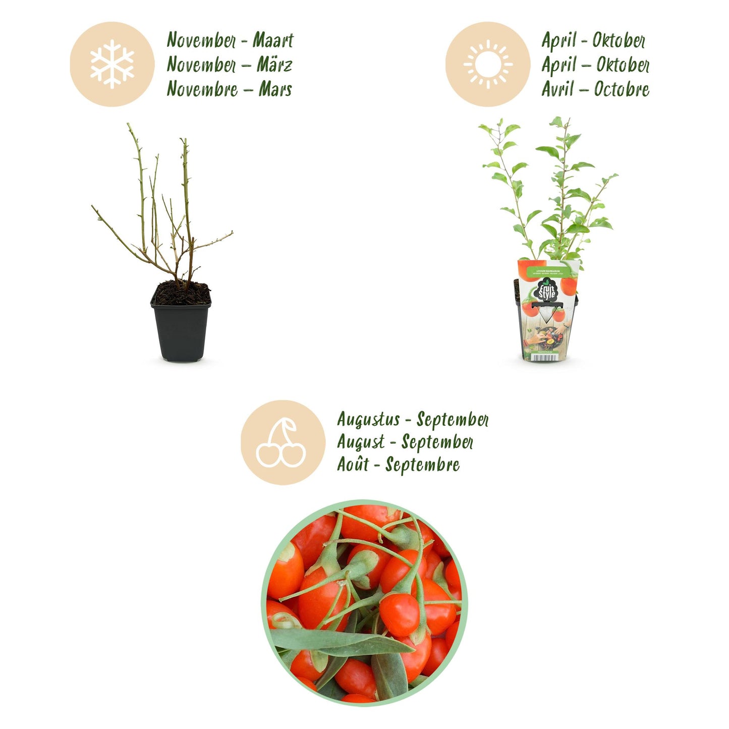 GreenboutiQ - Obstpflanzen - Goji-Beere - Lycium Barbarum - Winterhart - 6 Pflanzen - Topf 9 cm - Orange - Rote Frucht