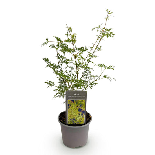 GreenboutiQ - Gartenpflanze - Acer palmatum Emerald Lace - Grün - 1 Pflanze - Laubabwerfend - Pflegeleicht - Topf 12cm Höhe 35cm