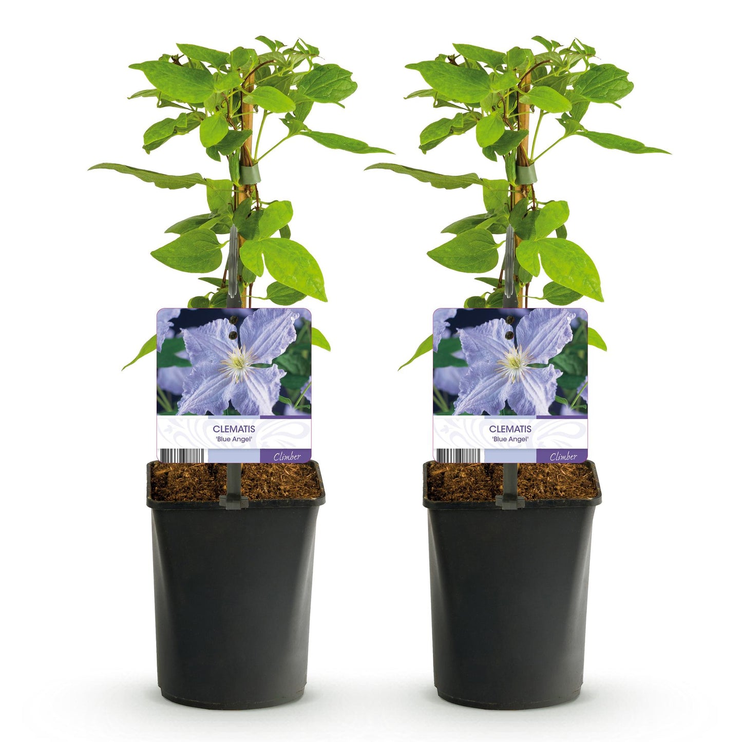 GreenboutiQ - Kletterpflanze - Clematis Blue Angel - Blüte Licht Blau - Wenig Pflege - 2 Pflanzen - Topf 11cm Höhe 40cm