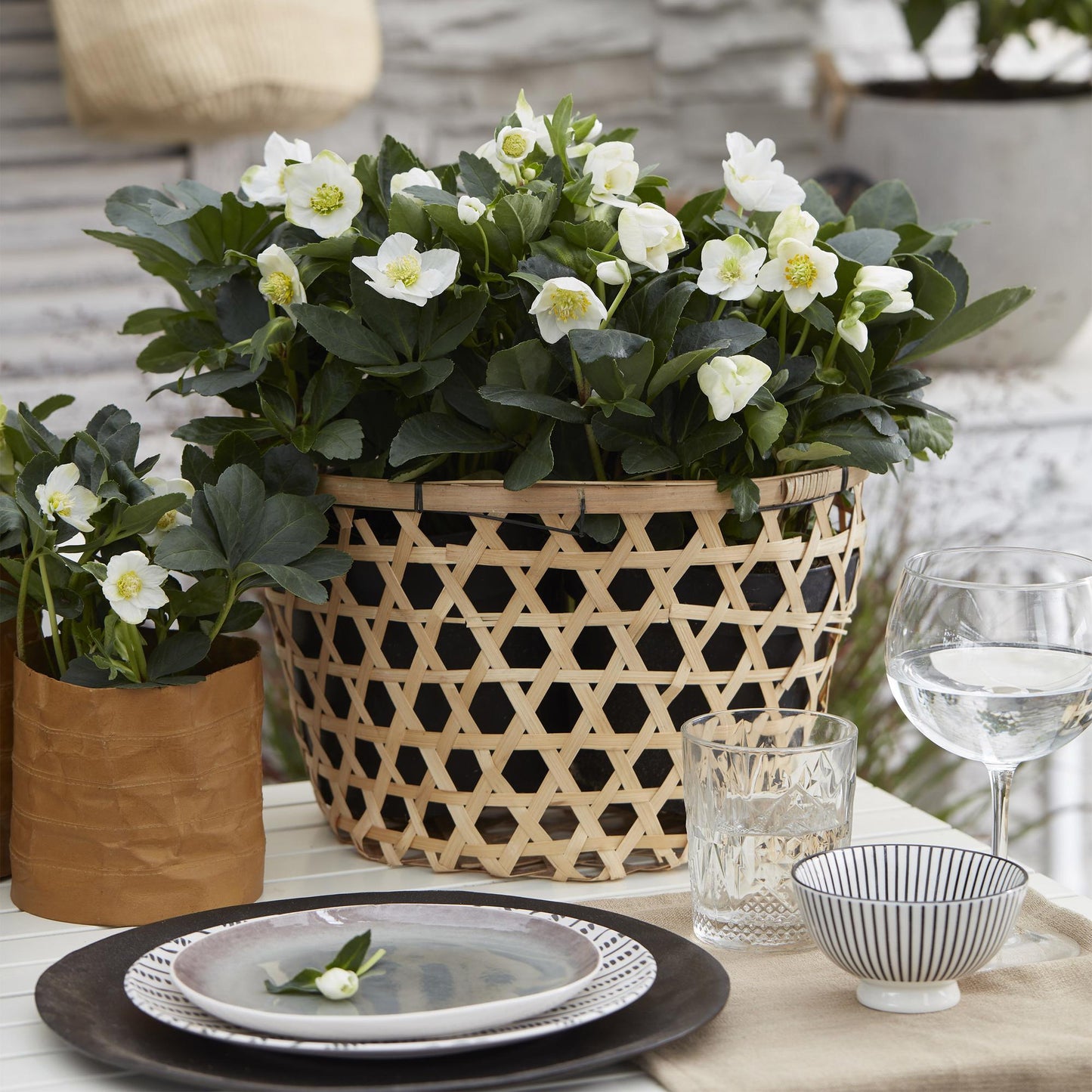 GreenboutiQ - Gartenpflanze - Weihnachtsrose - Helleborus Christmas Carol - Weiße Blüte - 2 Pflanzen - Immergrün - Topf 17cm Höhe 35cm