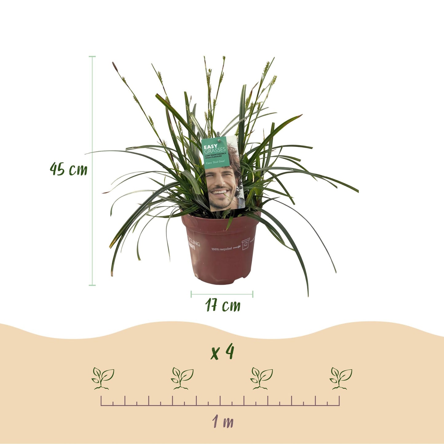 GreenboutiQ - Ziergräser - Carex oshimensis Intense Green - Grün - 2 Pflanzen - Immergrün - Wenig Pflege - Topf 17cm Höhe 50cm