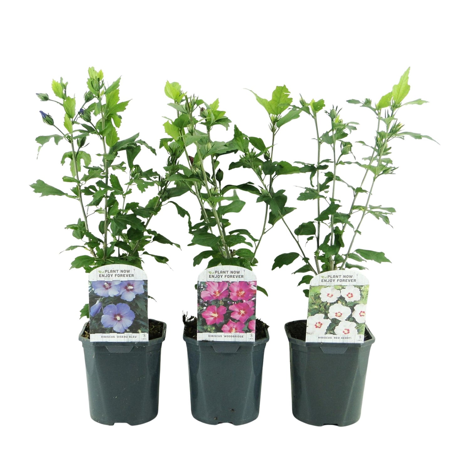 GreenboutiQ - Sträucher - Hibiscus syriacus Tricolour - Blüte Rosa, Weiß und Blau - 3 Pflanzen - Laubabwerfend - Wenig Pflegeaufwand - Topf 17cm Höhe 45cm