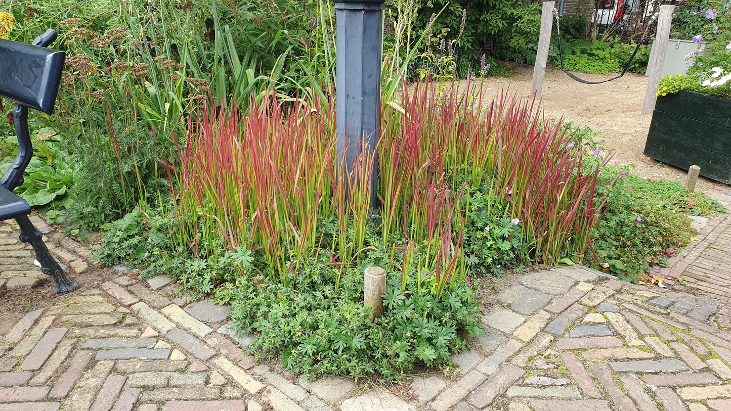 6x Imperata cylindrica 'Red Baron' - ↕10-25cm - Ø9cm