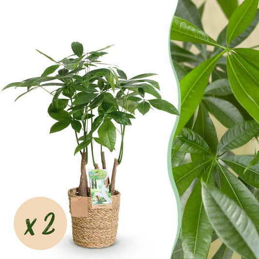 Green boutiQ - Zimmerpflanzen - Pachira Aquatica Mehrstamm - Geldbaum - Wenig Pflege - mit Korb - Grün - 2 Pflanzen - Topf 17cm - Höhe 50-55cm