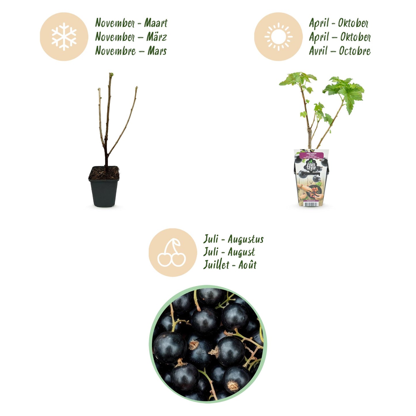 GreenboutiQ - Obstpflanzen - Schwarze Johannisbeere - Ribes nigrum Titania - Winterhart - 6 Pflanzen - Topf 9 cm - Schwarze Johannisbeere