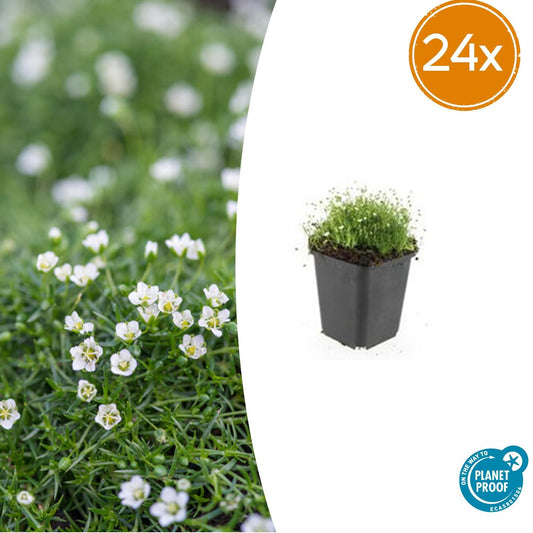 24x Sagina subulata - ↕10-25cm - Ø9cm