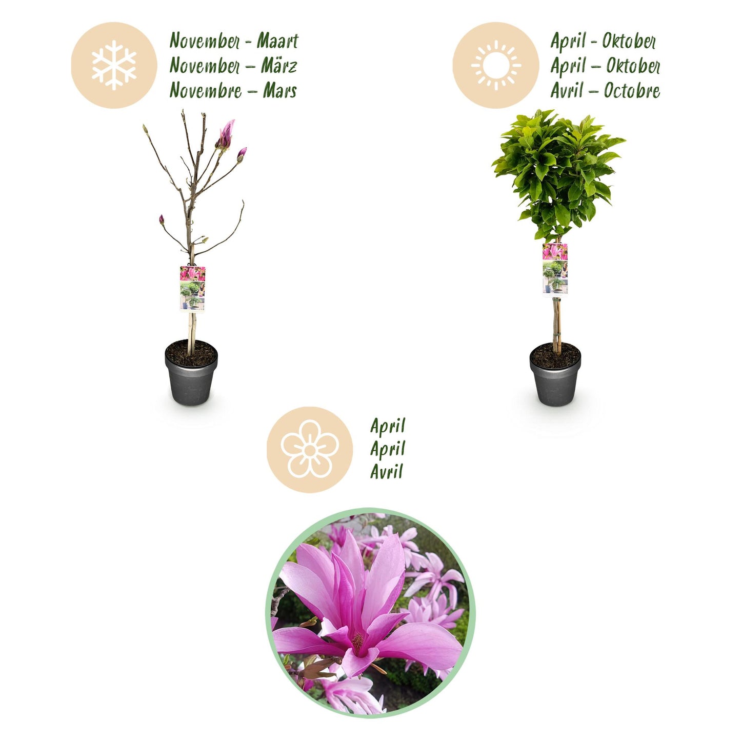GreenboutiQ - Stamm-Pflanze - Magnolia Susan - Terrassenpflanze - Laubabwerfend - Winterhart - Rosa Blüte - Topf 19cm Höhe 90cm