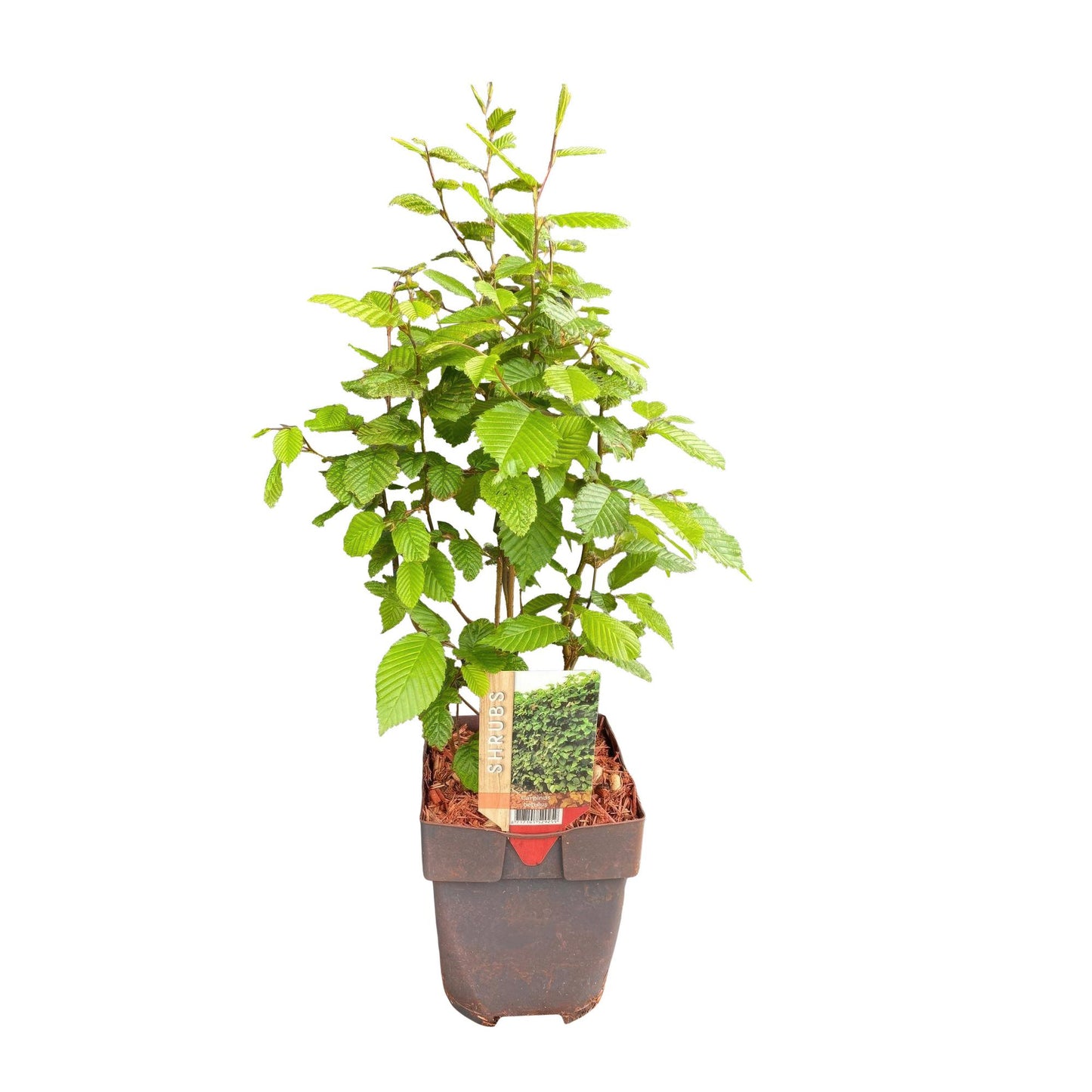 GreenboutiQ - Heckenpflanzen - Carpinus betulus - Blatt grün - 6 Pflanzen - 1 laufender Meter - laubabwerfend - Topf 17cm Höhe 55cm