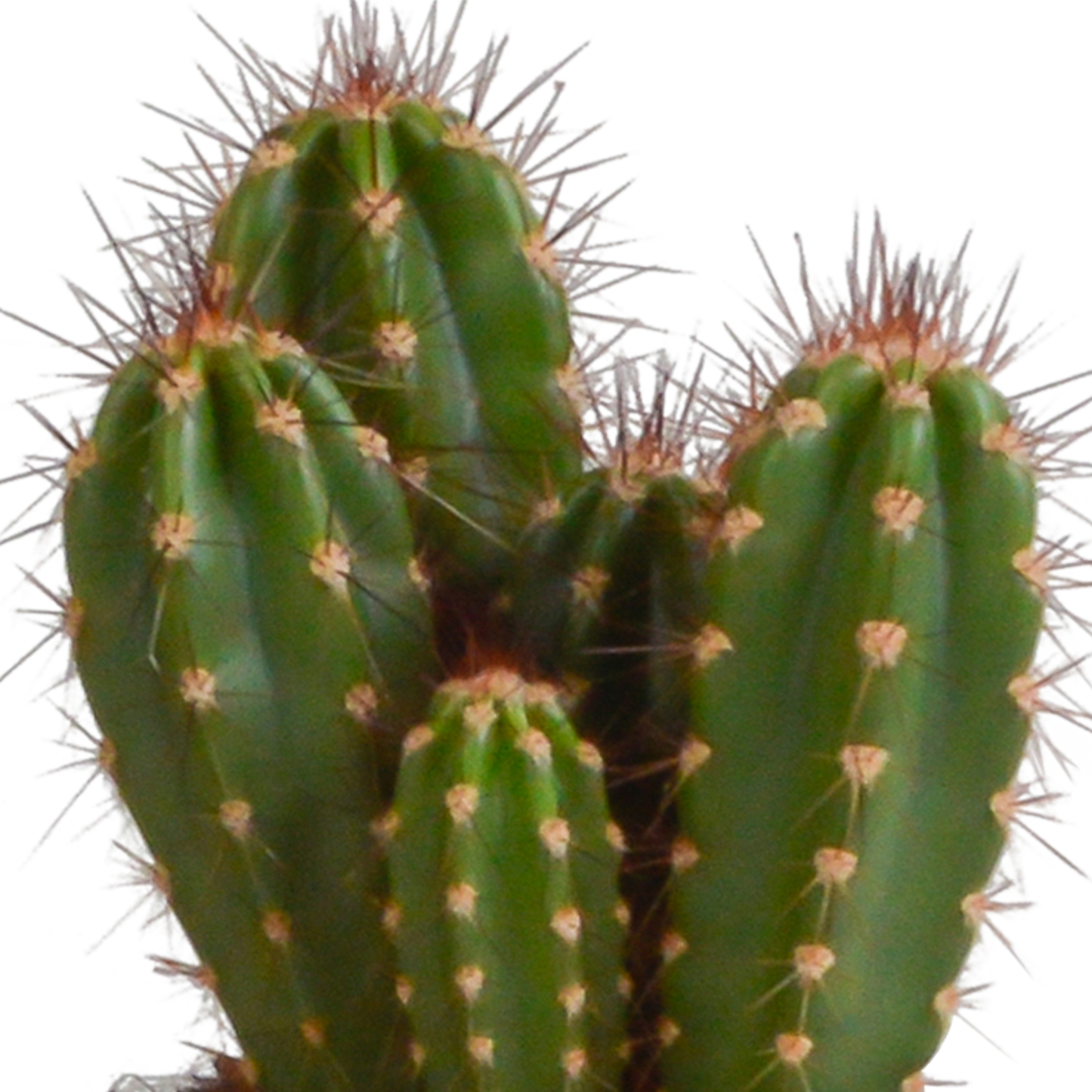 Cereus-Mischung 10,5 cm - 3x - in witte pot