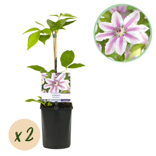 GreenboutiQ - Kletterpflanze - Clematis Nelly Moser - Blüte Rosa - Wenig Pflege - 2 Pflanzen - Topf 11cm Höhe 40cm