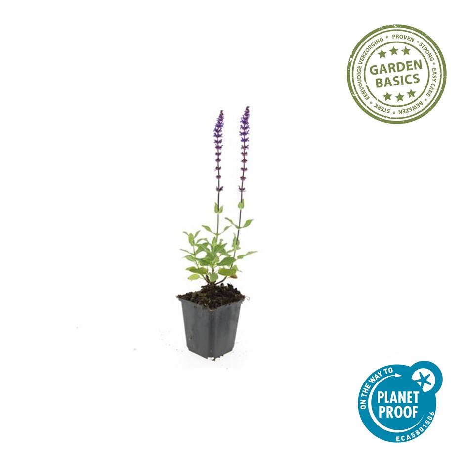 60x Salvia nem. 'Caradonna' - ↕10-25cm - Ø9cm