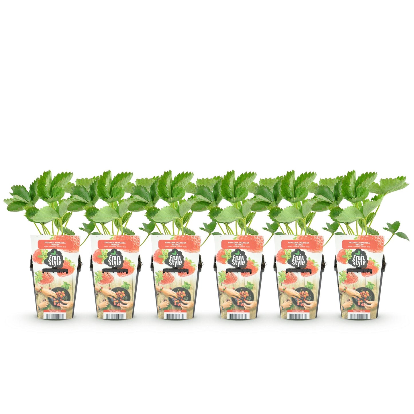 GreenboutiQ - Obstpflanzen - Erdbeere - Fragaria Elsanta - Winterhart - 6 Pflanzen - Topf 9 cm - Rote Erdbeere